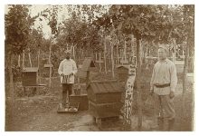 Photo of Музей пчеловодства: история и традиции