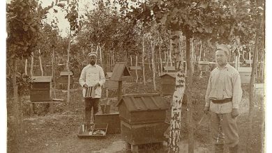 Photo of Музей пчеловодства: история и традиции