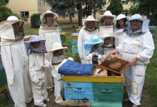 Photo of Тайны пчеловодства в Рыбном