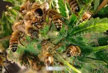 Photo of Удивительные моменты пчеловодства