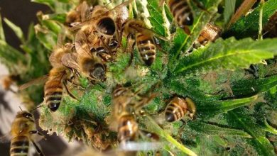 Photo of Удивительные моменты пчеловодства