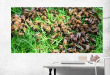 Photo of Искусство пчеловодства на дисплее