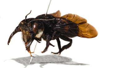 Photo of Великолепие мира пчел