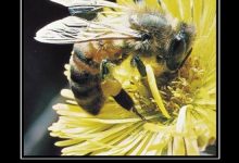 Photo of Интересные факты о пчелах