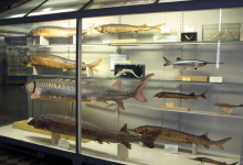 Photo of Увлекательные экскурсии по музею Рыбное