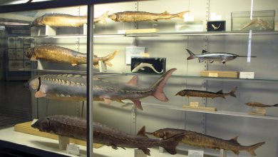Photo of Знаменитые экспонаты музея Рыбное