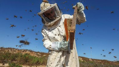 Photo of Путешествие через мир пчел