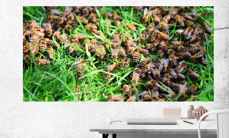 Photo of Искусство пчеловодства на дисплее