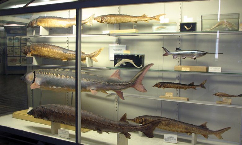 Photo of Увлекательные экскурсии по музею Рыбное