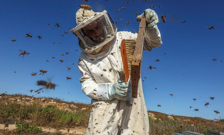 Photo of Путешествие через мир пчел